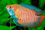 Gourami (gourami ali trishogaster)