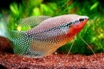 Pearl gourami - vzdrževanje, vzreja in nega