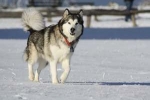 Značilnosti in opis pasme aljaških malamutov