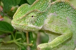 Indijski kameleon (chamaeleon zeylanicus)