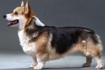 Zgodovina izvora in pasemski standard psa welsh corgi