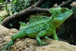 Kuščar, ki teče po vodi - čelada bazilika (basiliscus plumifrons)