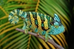 Jemenski kameleon (chamaeleo calyptratus)