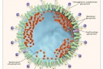 Enteritis pri psih