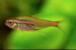 Erythrozonus ali tetra kresnica (hemigrammus erythrozonus)