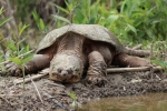 Želva (chelydra serpentina)