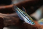 Pritlikavi gourami (trichopsis pumila)