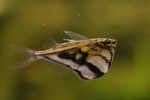 Carnegiella marmor (carnegiella strigata)