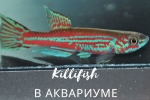 Killifish v akvariju