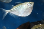 Sternikl klinobelly (gasteropelecus sternicla)