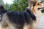 Corgi fluffy: nova pasma ali pasemska zakonska zveza?