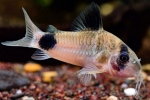 Koridorska panda (corydoras panda)