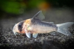 Koridorji (corydoras) priljubljena vrsta