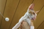 Cornish rex: opis pasme, nega in vzdrževanje